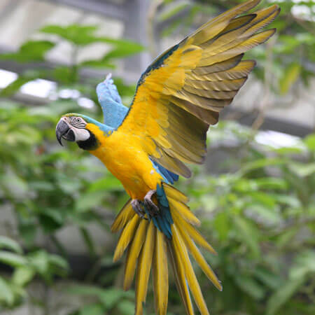 Blue-and-Yellow Macaw
