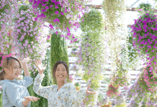 掛川花鳥園の花たち