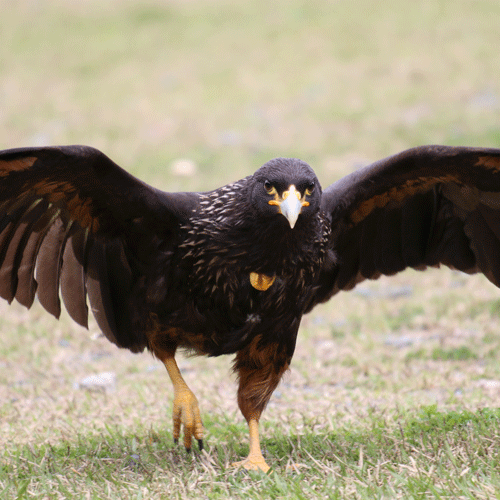Striated Caracara