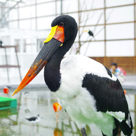 Saddle-billed Stork