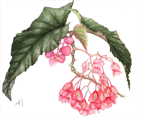 加古川 利彦 ～ボタニカルアート展～「花と鳥とキノコ達」　開催のお知らせ