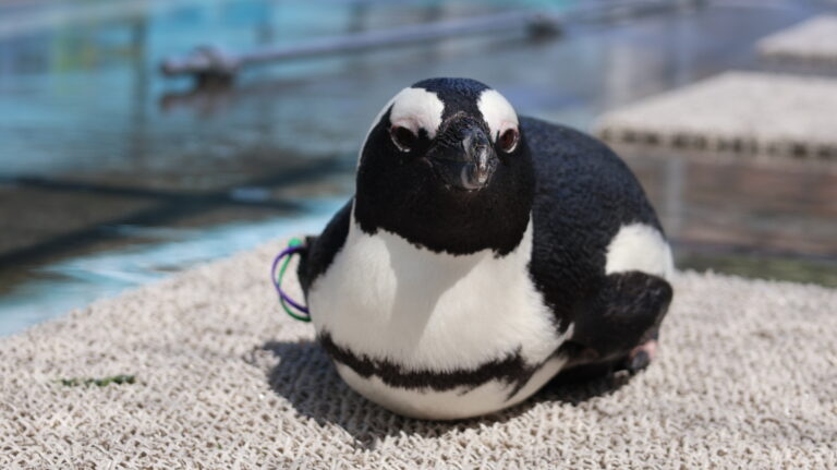 イベント「ペンギンと記念撮影」一時休止のお知らせ