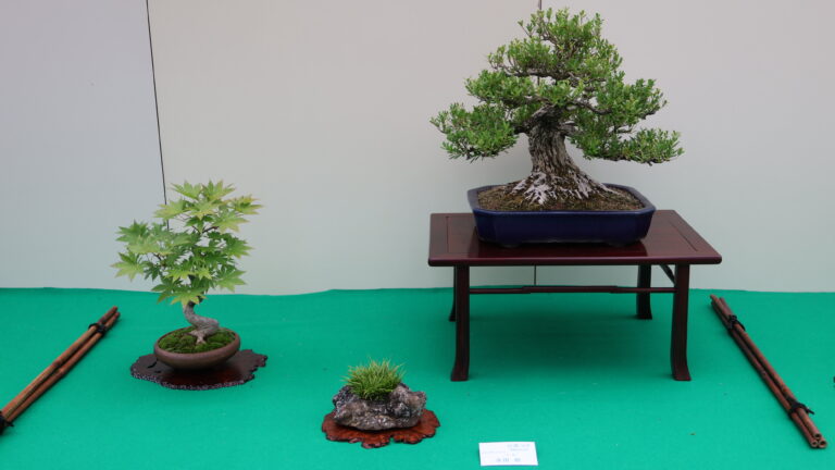 第13回目「盆栽展」開催のお知らせ