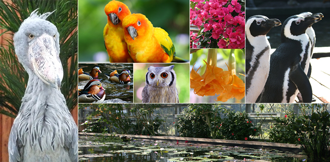 English Information 掛川花鳥園 花と鳥とのふれあいが楽しめるテーマパーク