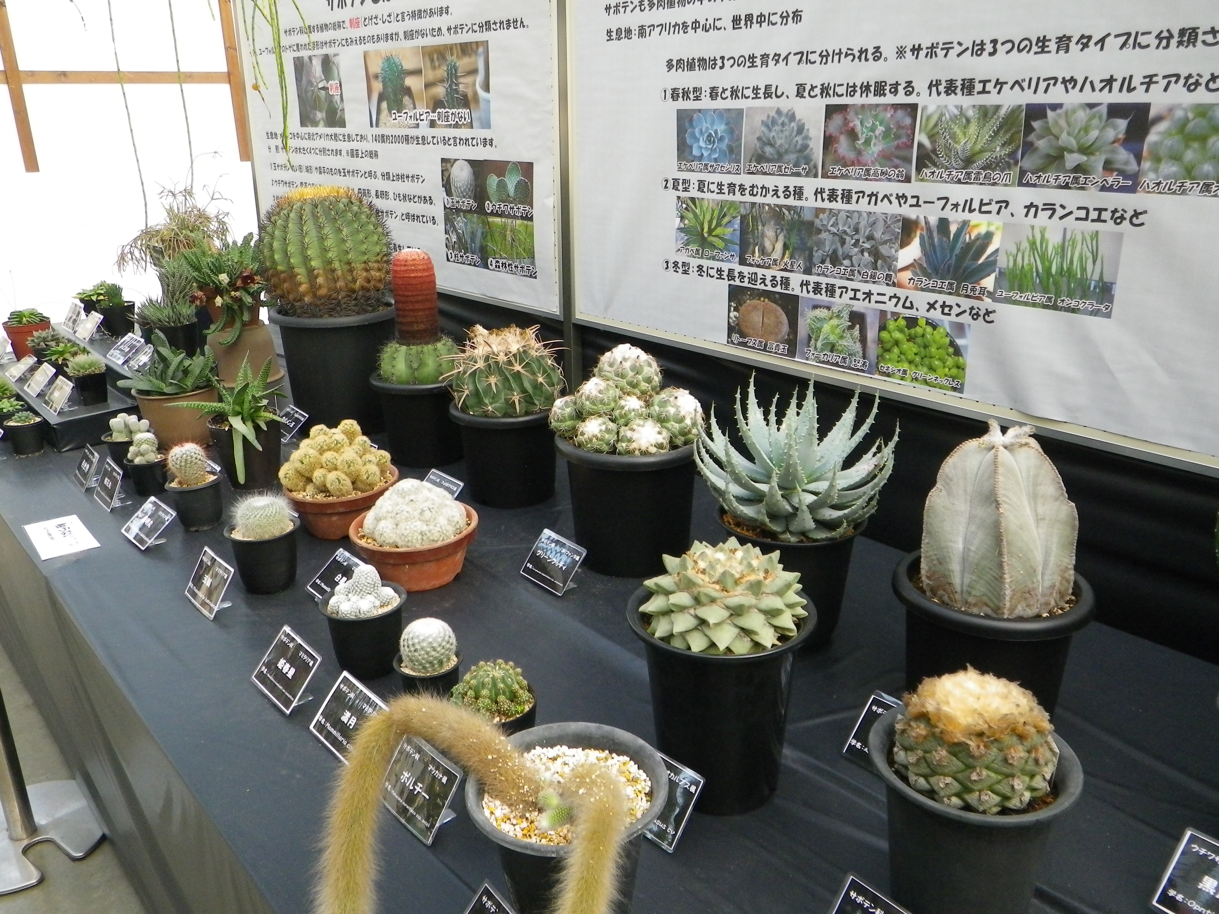 特別展示 サボテン 多肉植物展21 開催のお知らせ 掛川花鳥園 花と鳥とのふれあいが楽しめるテーマパーク
