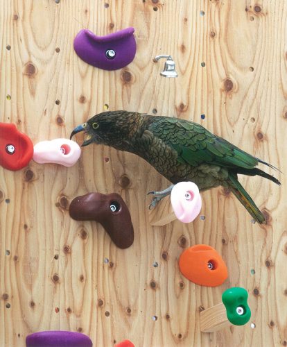 掛川花鳥園賞「ボルダリングマスター