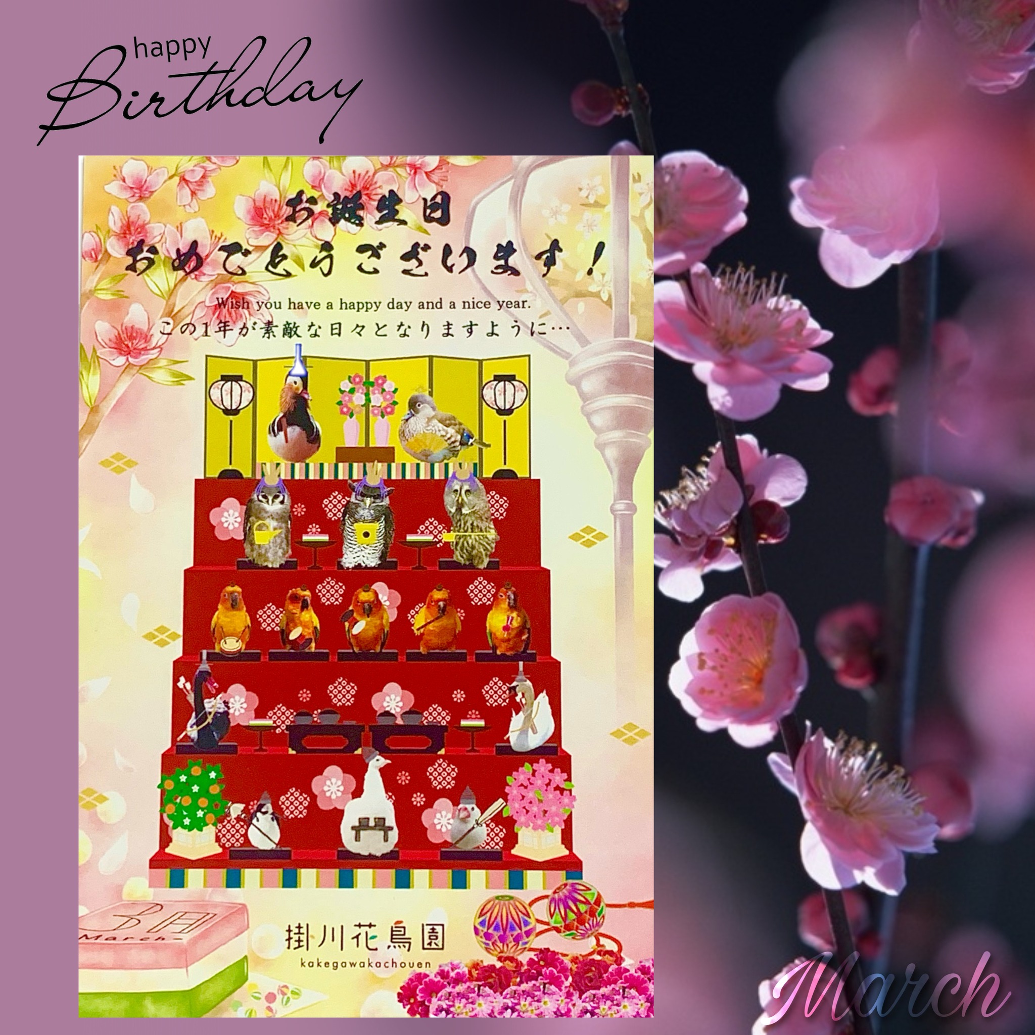 3月お誕生日カードプレゼントのお知らせ 掛川花鳥園 花と鳥とのふれあいが楽しめるテーマパーク